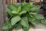 Fragrant Tobacco #000 (9875)