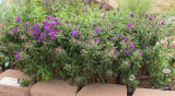 New England Aster Purple Dome #733 (3780)