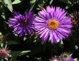 New England Aster Purple Dome #733 (3889)