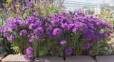 New England Aster Purple Dome #733 (4825)