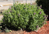 Unknown Plant in Herb Garden (4833)