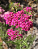 Yarrow, Mixed Pastels #815 (9813)