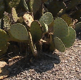 SW Cactus 3 Southern NM