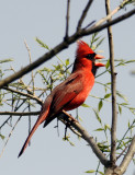 northen cardinal male.jpg