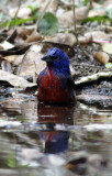 painted bunting 6 bath .jpg