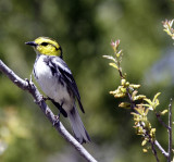 Femal Golden-cheeked Warbler 1.jpg