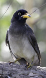 brown jay 1.jpg