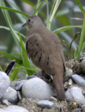 Ruddy ground-dove 1 female.jpg