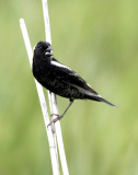 Bobolink 4.jpg