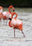 Greater Flamingo.jpg