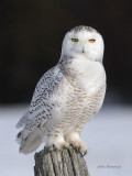 This Is My Post And Im Not Letting You Have It - Snowy Owl