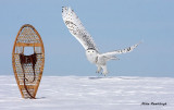 I Dont Need Your Snowshoes, Ive Got My Own - Snowy Owl