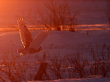 Im All Fired Up - Snowy Owl