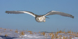 Serious Skimming Snowy Owl