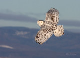 Concerning Photographing Snowy Owls At St. Vallier This Winter . . .