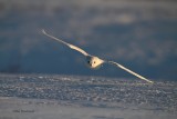 Snowy Owl - Early Morning Nape Of The Earth Flight