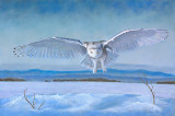 Visiteur des neiges - Huile 24 x 36