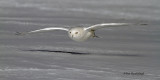 Old Male Snowy Owl Skimmer