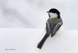 Black-Capped Chikadee Following Massive Quebec City Snowstorm