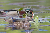 Wood Duck and Mate