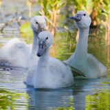 Cygnet Siblings