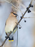 Cedar Waxwing