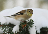 Female Goldfinch