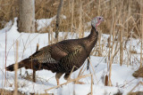 Wild Turkey