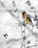 Frozen Berries and Waxwing