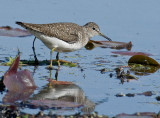 Solitary Sandpiper