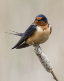 Barn Swallow