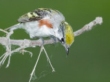 Chestnut-Sided Warbler