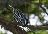 Black-and-White Warbler