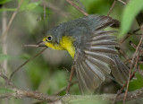 Nashville Warbler