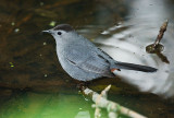 Gray Catbird