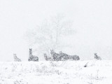 Horses in Snow