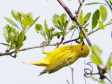 Yellow Warbler