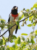 Rose-Breasted Grossbeak