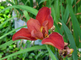 brown iris
