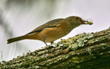 Shrike Thrush