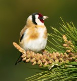 Goldfinch