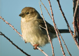 Female Sparrow
