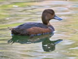 Female Teal