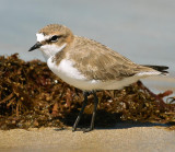 Red-Capped Plover Female