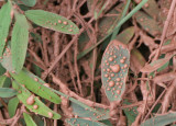 Leaves at Grand Falls, AZ, 2008