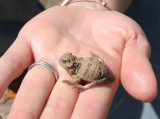 Horned Lizard,  SP Crater, AZ, 2008