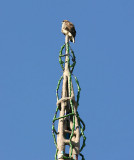 Hawk resting on one of the Watts Towers