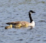 Mother & 4 chicks