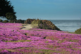 Pacific Grove area