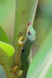 Green Gecko (Ranomafana)